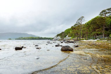 Killarney Milli Parkı, County Kerry, İrlanda bulunan Da Middle Lake veya Torc, denilen Muckross Gölü üzerinde bir kıyısında güzel büyük çam ağacı ve çiçek li gorse çalılar,