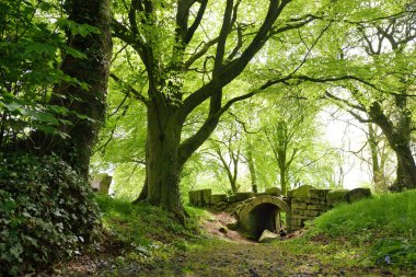 Ducketts Grove bahçesindeki görkemli ağaç, İrlanda 'nın Carlow ilçesinde 19. yüzyılın harap olmuş büyük evi..