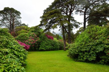Beautiful azalea bushes blossoming in the gardens of Muckross House, furnished 19th-century mansion set among mountains and woodland, County Kerry, Ireland.