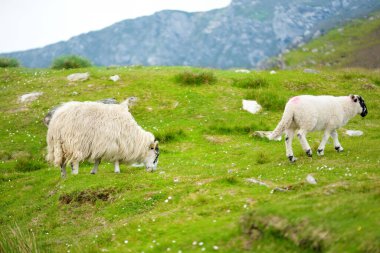 Yeşil otlaklarda renkli boya otlatma ile işaretlenmiş koyun. İrlanda'nın yemyeşil çayırlarında beslenen yetişkin koyun ve yavru kuzular.