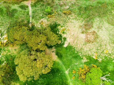 Killarney Milli Parkı, County Kerry, İrlanda bulunan Da Middle Lake veya Torc, olarak adlandırılan Muckross Gölü üzerinde bir kıyısında güzel büyük çam ağacı ve çiçek açan gorse çalılar havadan görünümü