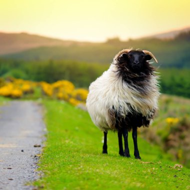 Yeşil otlaklarda renkli boya otlatma ile işaretlenmiş koyun. İrlanda'nın yemyeşil çayırlarında beslenen yetişkin koyun ve yavru kuzular.