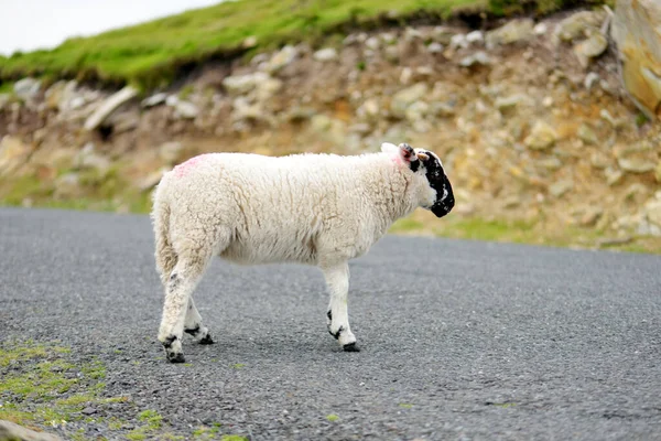 緑の牧草地でカラフルな染料の放牧でマークされた羊 アイルランドの緑豊かな牧草地で餌を与える大人の羊と赤ちゃんの子羊 — ストック写真
