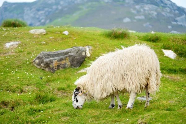 Yeşil otlaklarda renkli boya otlatma ile işaretlenmiş koyun. İrlanda'nın yemyeşil çayırlarında beslenen yetişkin koyun ve yavru kuzular.