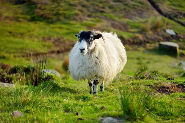 Sheep Marked Colorful Dye Grazing Green Pastures Adult Sheep Baby — Stock Photo, Image