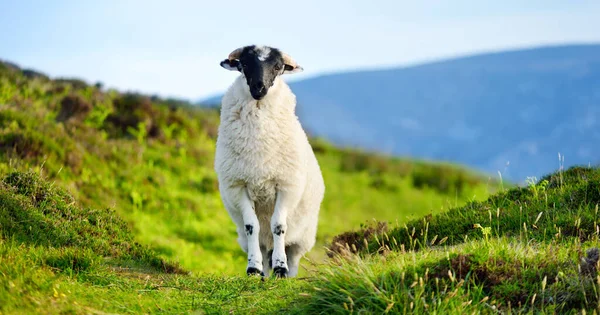 Schapen Gemarkeerd Met Kleurrijke Kleurstof Grazen Groene Weiden Volwassen Schapen — Stockfoto