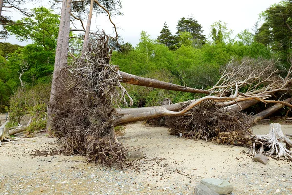 Killarney Milli Parkı, County Kerry, İrlanda bulunan Da Middle Lake veya Torc, denilen Muckross Gölü üzerinde bir kıyısında güzel büyük çam ağacı ve çiçek li gorse çalılar,