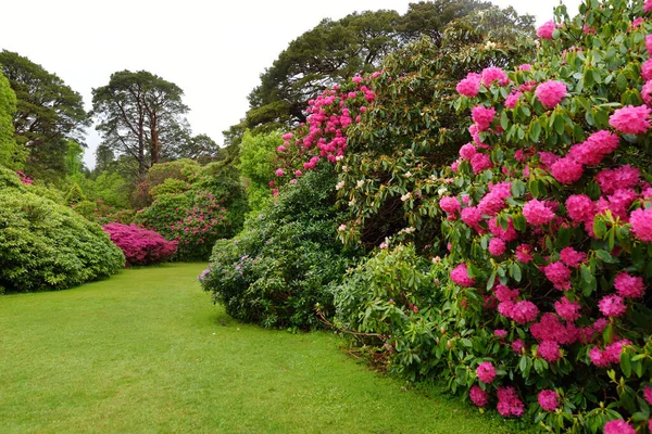 Beautiful Azalea Bushes Blossoming Gardens Muckross House Furnished 19Th Century — Fotografia de Stock