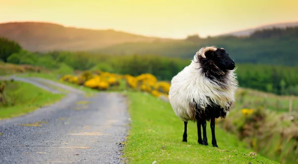 Sheep Marked Colorful Dye Grazing Green Pastures Adult Sheep Baby — Stock Photo, Image