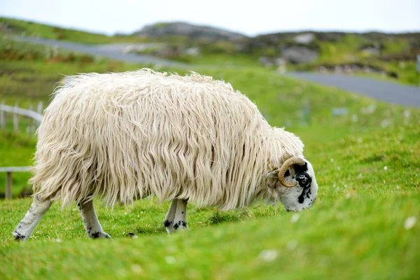 緑の牧草地でカラフルな染料の放牧でマークされた羊 アイルランドの緑豊かな牧草地で餌を与える大人の羊と赤ちゃんの子羊 — ストック写真