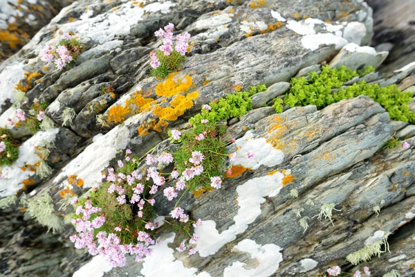 Abbey Adası 'ndaki kayalıklarda bitki ve çiçekler Derrynane Tarihi Parkı' ndaki cennet bahçesi Derrynane Abbey ve Cementery, İrlanda 'daki harabeleriyle ünlüdür.