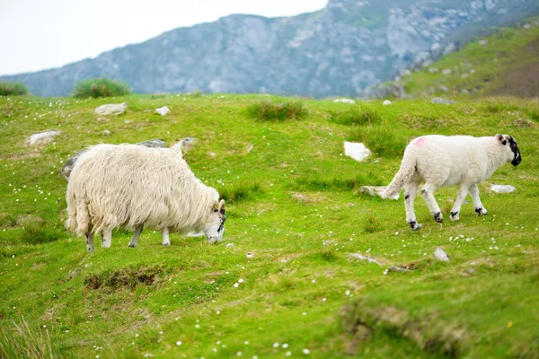 Yeşil otlaklarda renkli boya otlatma ile işaretlenmiş koyun. İrlanda'nın yemyeşil çayırlarında beslenen yetişkin koyun ve yavru kuzular.