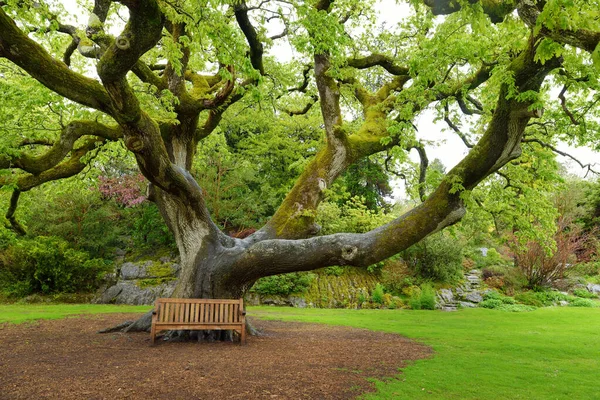 Houten Bank Onder Majestueuze Boom Tuinen Van Muckross House Gemeubileerd — Stockfoto