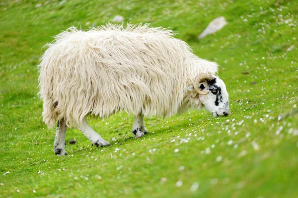Баран Відзначений Барвистими Випас Зелених Пасовищах Дорослі Вівці Дитячі Ягнята — стокове фото