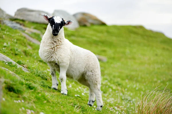 Баран Відзначений Барвистими Випас Зелених Пасовищах Дорослі Вівці Дитячі Ягнята — стокове фото