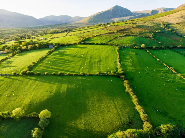 Letecký Pohled Nekonečné Svěží Pastviny Farmlandy Irska Krásná Irská Krajina — Stock fotografie