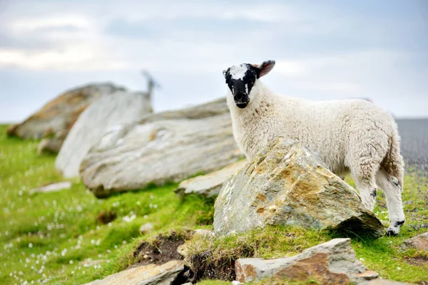 Schafe Mit Buntem Farbstoff Grasen Auf Grünen Weiden Erwachsene Schafe — Stockfoto