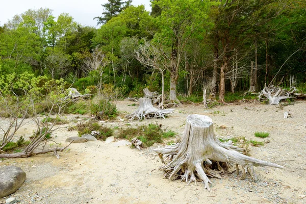 Hermoso Gran Pino Arbustos Flor Una Orilla Muckross Lake También —  Fotos de Stock