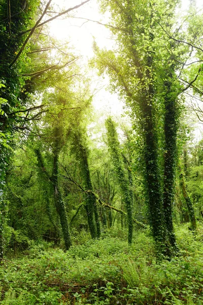 Masivos Pinos Con Hiedra Creciendo Sus Troncos Impresionantes Bosques Verdes —  Fotos de Stock