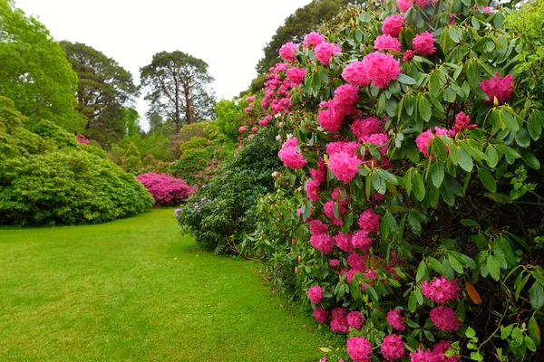 Beautiful Azalea Bushes Blossoming Gardens Muckross House Furnished 19Th Century — Fotografia de Stock