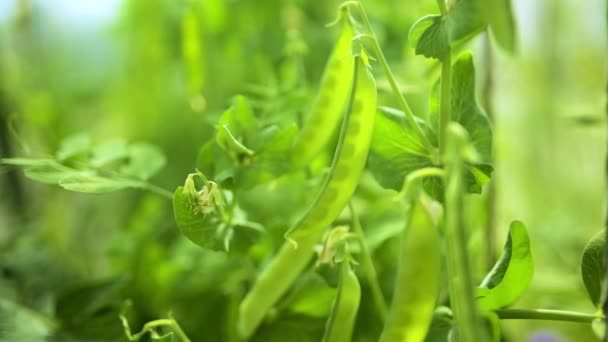 Yeşil Bezelye Bitkilerinde Taze Bezelye Kabukları Güneşli Yaz Gününde Bahçede — Stok video