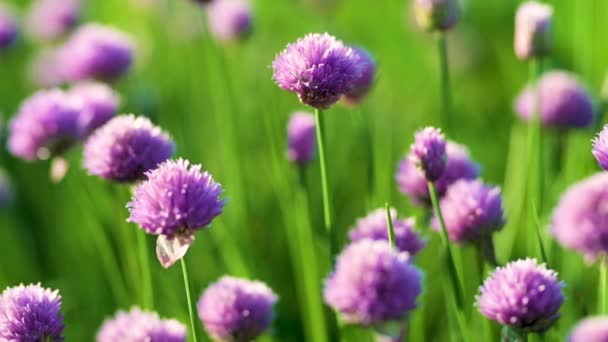 Gros Plan Belles Fleurs Ciboulette Pourpre Fleurissant Dans Jardin Floraison — Video