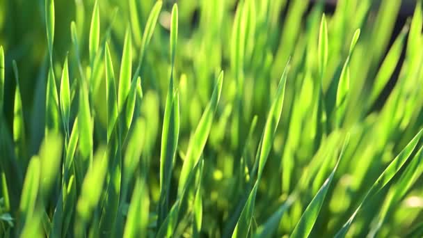 柔らかい夜の光の中で緑豊かな切り取られていない緑の草のゆっくりとした 夏の夜に完璧な新鮮な芝生 自然の美しさ — ストック動画