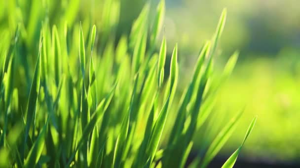 Langzaam Van Weelderig Ongemaaid Groen Gras Zacht Avondlicht Perfect Vers — Stockvideo