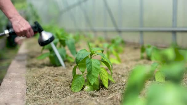 Slowmo Man Hand Watering Bell Peppers Greenhouse Summer Day Growing — Stock Video