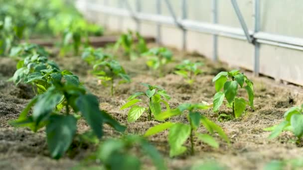 夏の日に温室でピーマンを栽培するのが遅いです 自宅で果物や野菜を栽培しています 自給自足の庭園と生活様式 — ストック動画