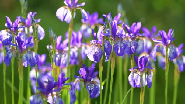 Flori Iris Violet Înfloresc Pat Flori Parc Seara Însorită Vară — Videoclip de stoc