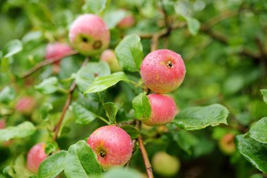 Sıcak bir sonbahar gününde elma dalında kırmızı elmalar. Elma bahçesinde olgun meyveler topluyorum. Çiftlikte kendi meyve ve sebzelerini yetiştiriyorlar. Bahçıvanlık ve kendi kendine yeten yaşam tarzı.