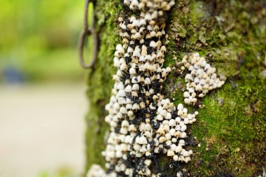 Sonbaharda ağaçta yetişen beyaz zehirli mantarlar. Doğada güzellik.