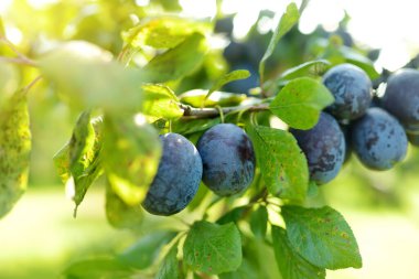 Meyve bahçesindeki bir ağaç dalında mor erikler. Sonbahar günü olgun meyveler toplamak. Çiftlikte kendi meyve ve sebzelerini yetiştiriyorlar. Bahçıvanlık ve kendi kendine yeten yaşam tarzı.