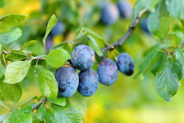 Meyve bahçesindeki bir ağaç dalında mor erikler. Sonbahar günü olgun meyveler toplamak. Çiftlikte kendi meyve ve sebzelerini yetiştiriyorlar. Bahçıvanlık ve kendi kendine yeten yaşam tarzı.