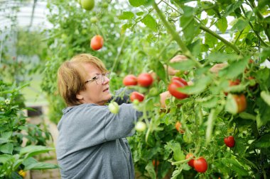 Bir kadın çalılıktan taze organik domates tohumu topluyor. Çiftlikte kendi meyve ve sebzelerini yetiştiriyorlar. Bahçıvanlık ve kendi kendine yeten yaşam tarzı.
