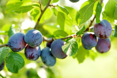 Meyve bahçesindeki bir ağaç dalında mor erikler. Sonbahar günü olgun meyveler toplamak. Çiftlikte kendi meyve ve sebzelerini yetiştiriyorlar. Bahçıvanlık ve kendi kendine yeten yaşam tarzı.