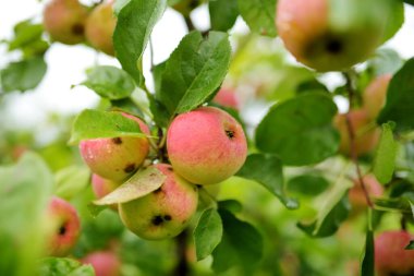 Sıcak bir sonbahar gününde elma dalında kırmızı elmalar. Elma bahçesinde olgun meyveler topluyorum. Çiftlikte kendi meyve ve sebzelerini yetiştiriyorlar. Bahçıvanlık ve kendi kendine yeten yaşam tarzı.