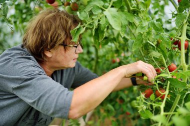 Bir kadın çalılıktan taze organik domates tohumu topluyor. Çiftlikte kendi meyve ve sebzelerini yetiştiriyorlar. Bahçıvanlık ve kendi kendine yeten yaşam tarzı.