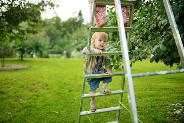 Petit Garçon Mignon Aidant Récolter Des Pommes Dans Verger Pommiers — Photo