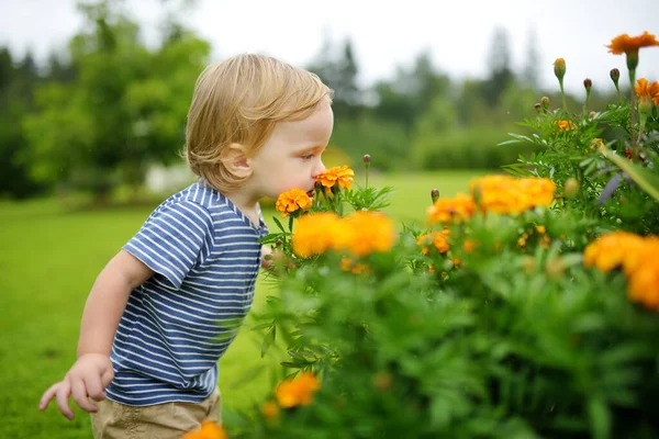 Søt Småbarnsgutt Som Beundrer Lyse Oransje Blomsterblomster Hagen Høsten Høstsesongen – stockfoto
