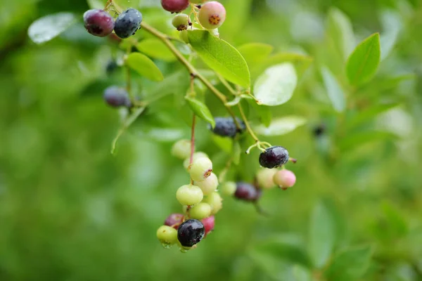 Organic Blueberry Berries Ripening Bushes Orchard Harvesting Fresh Ripe Berries — Stock Photo, Image