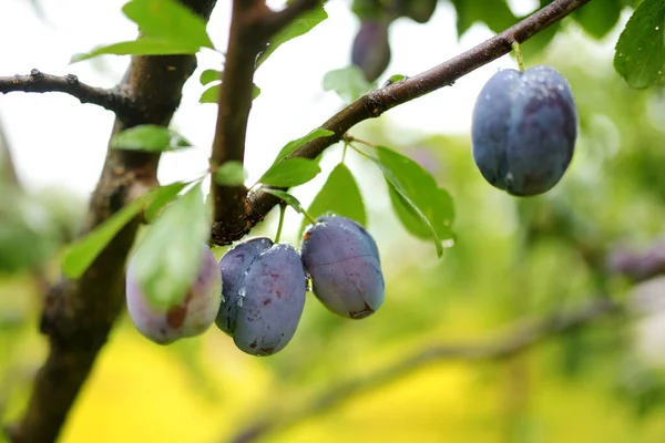 Purple Plums Tree Branch Orchard Harvesting Ripe Fruits Autumn Day — Stock Photo, Image