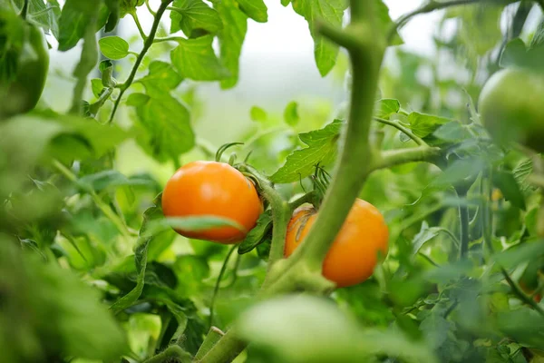 Ripening Organic Fresh Tomatoes Plants Bush Growing Own Fruits Vegetables — Stock Photo, Image