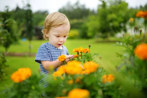 Søt Småbarnsgutt Som Beundrer Lyse Oransje Blomsterblomster Hagen Høsten Høstsesongen – stockfoto