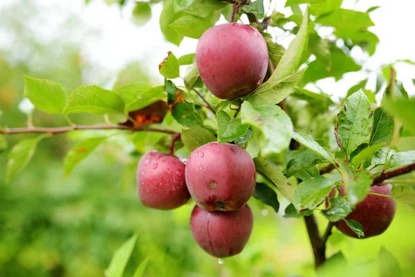 Red apples on apple tree branch on warm autumn day. Harvesting ripe fruits in an apple orchard. Growing own fruits and vegetables in a homestead. Gardening and lifestyle of self-sufficiency.