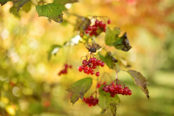 Ярко Красные Плоды Растения Viburnum Осенью Красивая Яркая Осенняя Растительность — стоковое фото