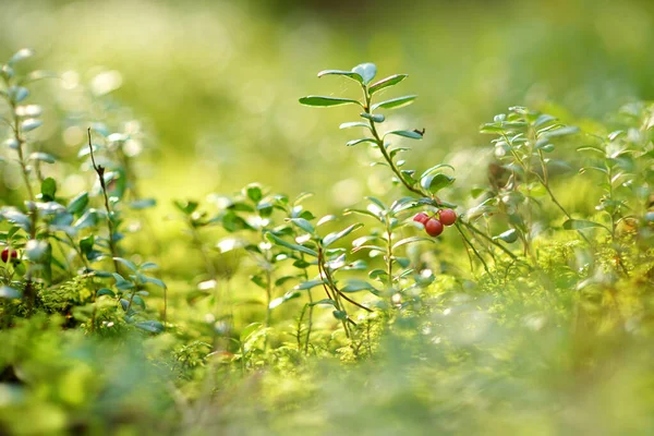 Wild Forest Berries Green Bush Autumn — Stock Photo, Image