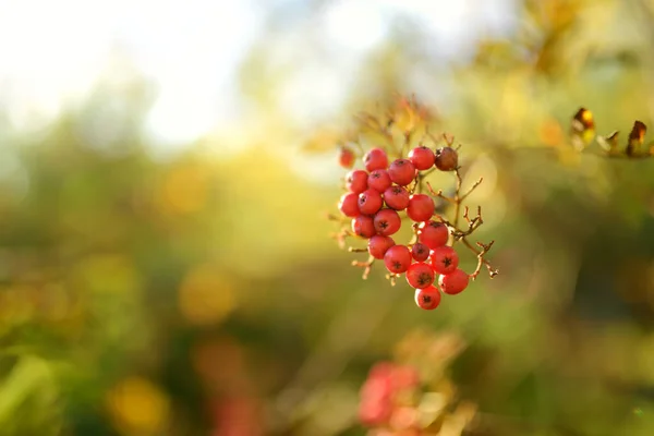 Bright Red Rowanberries Branch Rowan Bush Ripe Rowan Berries Rowan — Stock Photo, Image