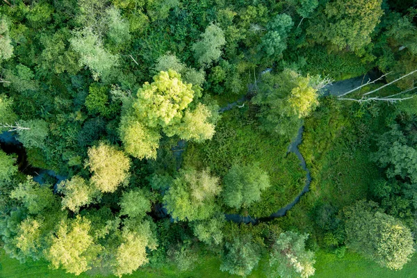 Bovenaanzicht Vanuit Lucht Van Groen Gemengd Loof Naaldbos Prachtige Zomer — Stockfoto